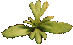 Peganum harmala seedling - 1:1